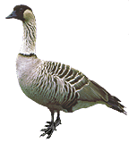 nene