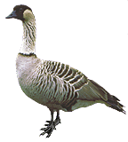 Nene goose on Maui